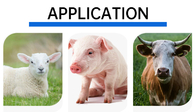 علامة الأذن الإلكترونية RFID للحيوانات 134.2 كيلو هرتز 350N للتتبع باستخدام الماشية المطبوعة بالليزر