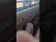 علامات الأذن الإلكترونية علامات أذن الماشية علامات الأذن الإلكترونية للغنم